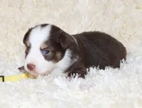 TILLY-ASDR BLUE EYES, a female Miniature Australian Shepherd and Toy Australian Shepherd for sale in Bells, TX – 3 of 5
