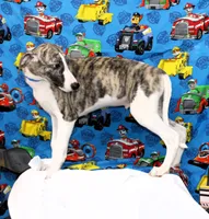 CHASE-AKC, a male Whippet for sale in Bells, TX – 4 of 10