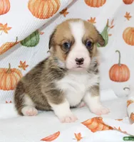 LOTTIE, a female Pembroke Welsh Corgi for sale in Bells, TX – 7 of 7