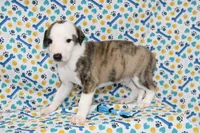ZORY-AKC, a female Whippet for sale in Bells, TX – 3 of 5