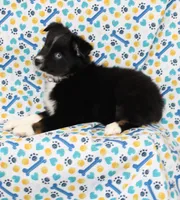 CASIE-MINI AUSSIE  ASDR, a female Miniature Australian Shepherd for sale in Bells, TX – 8 of 9