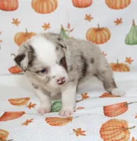 TOY AUSSIE HATTIE MAE-ASDR, a male Toy Australian Shepherd for sale in Bells, TX – 2 of 7