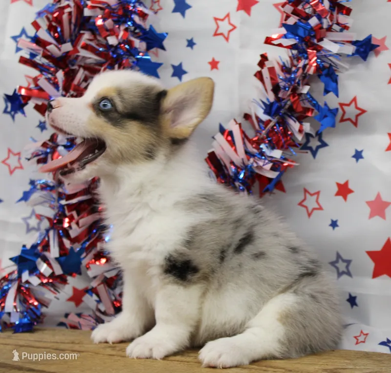 SPARKLER-BLUE EYES – Pembroke Welsh Corgi puppy for sale in Bells, TX