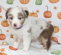 TOY DOTTIE-ASDR BLUE EYES, a female Miniature Australian Shepherd and Toy Australian Shepherd for sale in Bells, TX – 2 of 10