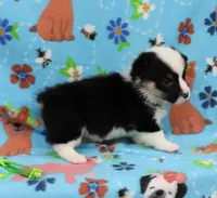 MERICA, a female Pembroke Welsh Corgi for sale in Bells, TX – 4 of 5