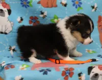 FIRECRACKER, a male Pembroke Welsh Corgi for sale in Bells, TX – 2 of 4