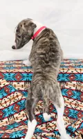 TRACE-AKC, a male Whippet for sale in Bells, TX – 10 of 10