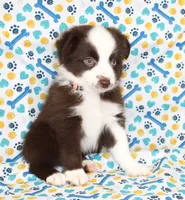 BOONE-TOY ASDR, a male Toy Australian Shepherd for sale in Bells, TX – Photo 5 of 5