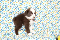 BOONE-TOY ASDR, a male Toy Australian Shepherd for sale in Bells, TX – Photo 2 of 5