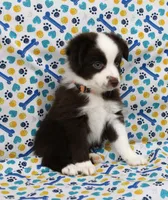 BOONE-TOY ASDR, a male Toy Australian Shepherd for sale in Bells, TX – Photo 3 of 5
