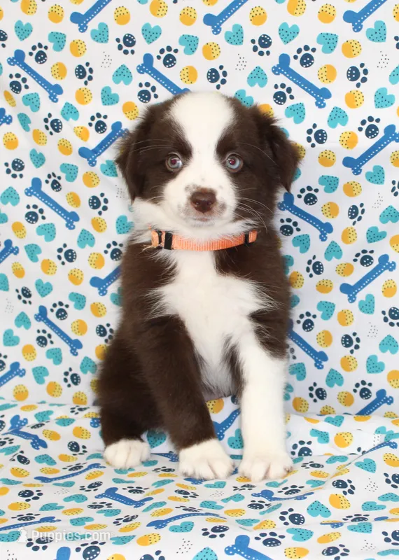 BOONE-TOY ASDR – Toy Australian Shepherd puppy for sale in Bells, TX