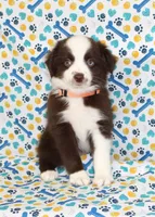 BOONE-TOY ASDR, a male Toy Australian Shepherd for sale in Bells, TX – Photo 1 of 5