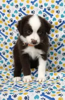 BOONE-TOY ASDR, a male Toy Australian Shepherd for sale in Bells, TX – Photo 4 of 5