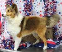 STEELHORSES HOLIGAN HANNA-AKC, a female Shetland Sheepdog for sale in Bells, TX – 5 of 6