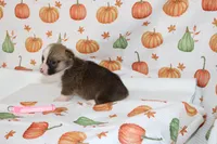 KATE, a female Pembroke Welsh Corgi for sale in Bells, TX – 5 of 5