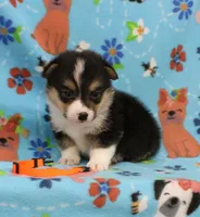 FIRECRACKER, a male Pembroke Welsh Corgi for sale in Bells, TX – 4 of 4