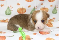 JUNE BUG, a female Pembroke Welsh Corgi for sale in Bells, TX – 2 of 5