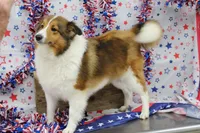 STEELHORSES FREEDOM FRAN-AKC, a female Shetland Sheepdog for sale in Bells, TX – 3 of 5