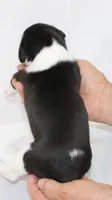 LADYBUG-WHIPPET AKC, a female Whippet for sale in Bells, TX – 2 of 4