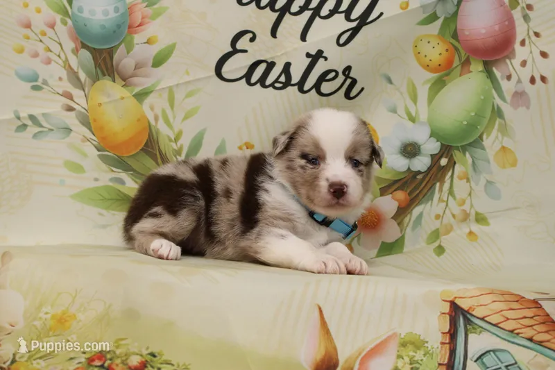 BUCK-ASDR – Toy Australian Shepherd puppy for sale in Bells, TX