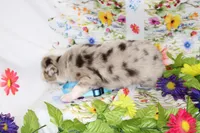 BUCK-ASDR, a male Toy Australian Shepherd for sale in Bells, TX – Photo 2 of 5