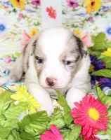 BUCK-ASDR, a male Toy Australian Shepherd for sale in Bells, TX – Photo 5 of 5