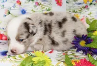 BUCK-ASDR, a male Toy Australian Shepherd for sale in Bells, TX – Photo 3 of 5