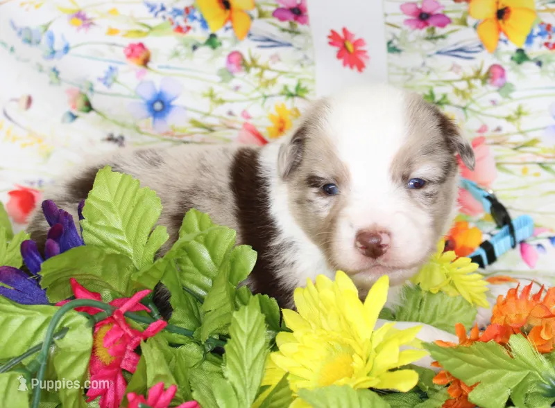 BUCK-ASDR – Toy Australian Shepherd puppy for sale in Bells, TX