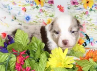 BUCK-ASDR, a male Toy Australian Shepherd for sale in Bells, TX – Photo 1 of 5