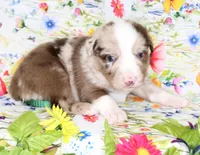 RANGER-ASDR, a male Toy Australian Shepherd for sale in Bells, TX – Photo 4 of 6