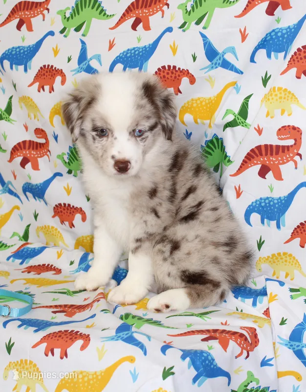 BUCK-ASDR – Toy Australian Shepherd puppy for sale in Bells, TX