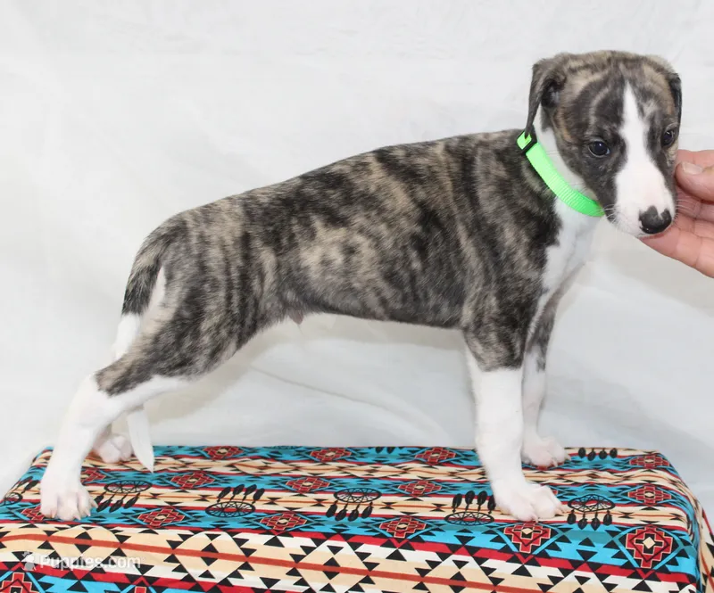 JORY-AKC – Whippet puppy for sale in Bells, TX