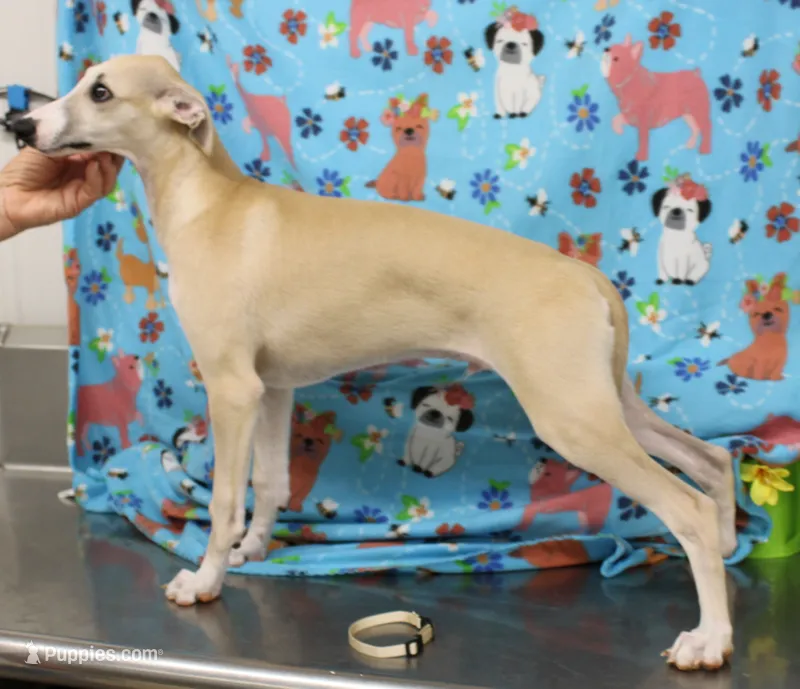 IDAHO-AKC – Whippet puppy for sale in Bells, TX