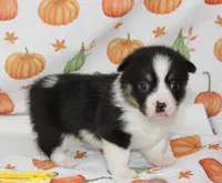 PENNY, a female Pembroke Welsh Corgi for sale in Bells, TX – 4 of 5