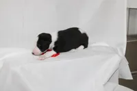 SPARKY-WHIPPET AKC, a female Whippet for sale in Bells, TX – 4 of 4