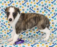 TORI-AKC, a female Whippet for sale in Bells, TX – 4 of 5