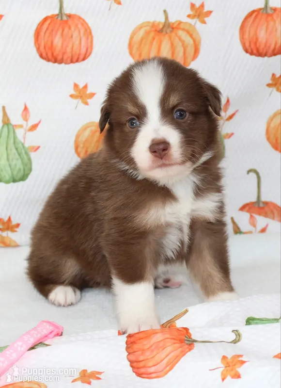 TOY AUSSIE RUBY JUNE-ASDR, a male Toy Australian Shepherd for sale in Bells, TX – 1 of 4