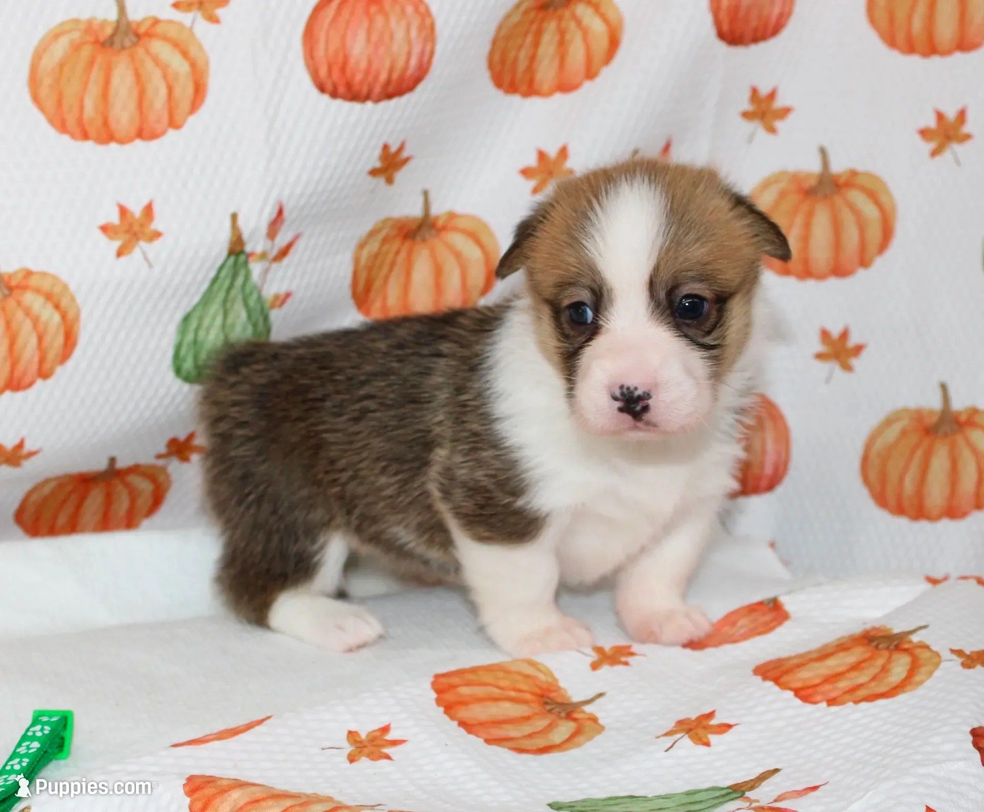 BIRDIE, a female Pembroke Welsh Corgi for sale in Bells, TX – 1 of 6