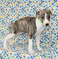 ACE-AKC, a male Whippet for sale in Bells, TX – 3 of 5