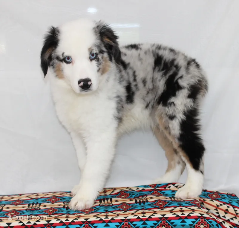 CORY-MINI AUSSIE  ASDR – Miniature Australian Shepherd puppy for sale in Bells, TX