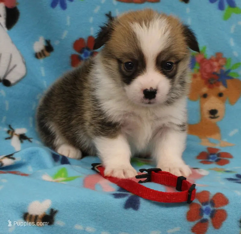ROCKET – Pembroke Welsh Corgi puppy for sale in Bells, TX