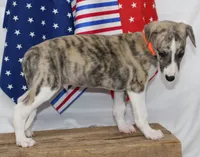 RORY-AKC, a male Whippet for sale in Bells, TX – 9 of 9