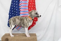 RORY-AKC, a male Whippet for sale in Bells, TX – 8 of 9