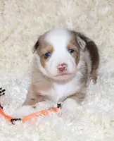 LEVI-ASDR  BLUE EYES, a male Miniature Australian Shepherd and Toy Australian Shepherd for sale in Bells, TX – 1 of 6