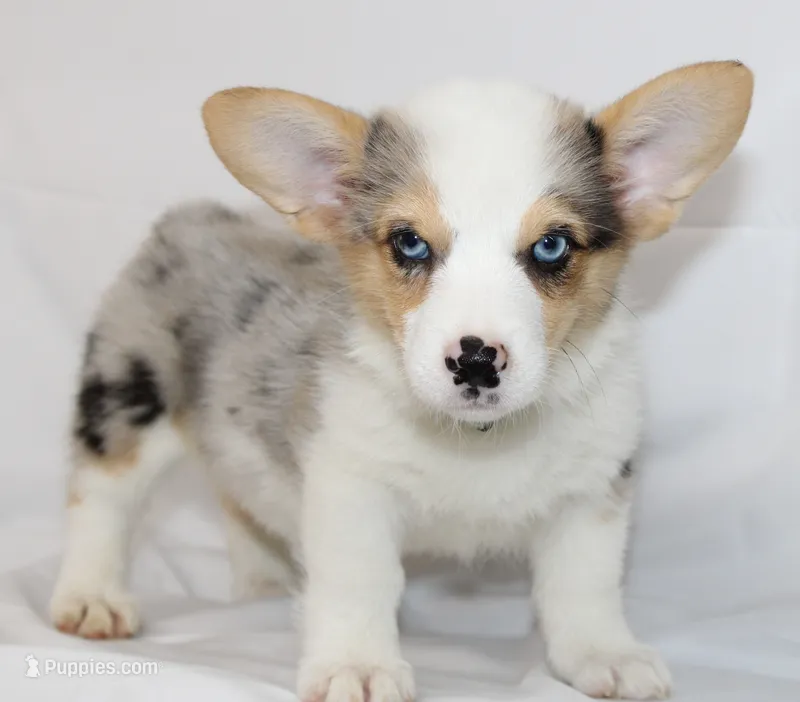 SPARKLER-BLUE EYES – Pembroke Welsh Corgi puppy for sale in Bells, TX