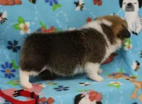 ROCKET, a male Pembroke Welsh Corgi for sale in Bells, TX – 2 of 4