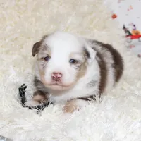ROWDY-ASDR BLUE EYES, a male Miniature Australian Shepherd and Toy Australian Shepherd for sale in Bells, TX – 1 of 5