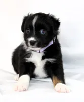 CASIE-MINI AUSSIE  ASDR, a female Miniature Australian Shepherd for sale in Bells, TX – 9 of 9