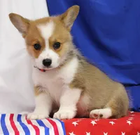 ROCKET, a male Pembroke Welsh Corgi for sale in Bells, TX – 9 of 10