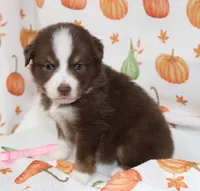 TOY AUSSIE RUBY JUNE-ASDR, a male Toy Australian Shepherd for sale in Bells, TX – 4 of 4